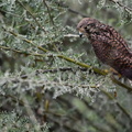 Kestrel, Xining, Qinghai Province, northwest China